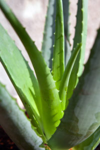 Aloe-Vera Aloe Vera 200x300 Hautpflege mit Aloe Vera