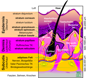 Haut Aufbau