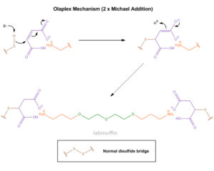 Olaplex Wirkstoff Mechanismus gegen Haarbruch